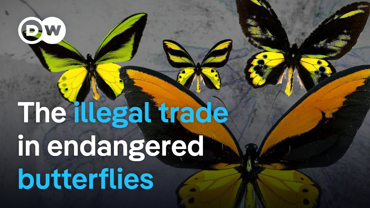 Butterfly hunters and the global trade in endangered species | DW Documentary
