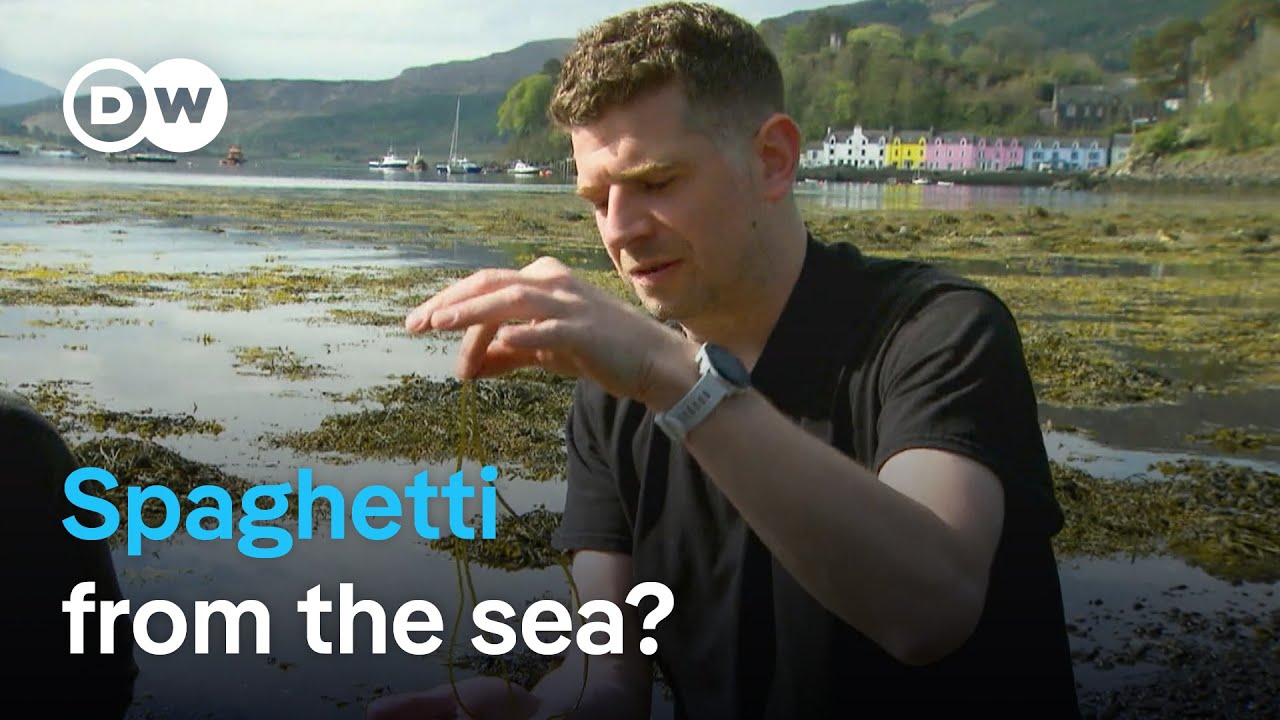 Could algae be the thing to save us from ourselves? | Focus on Europe