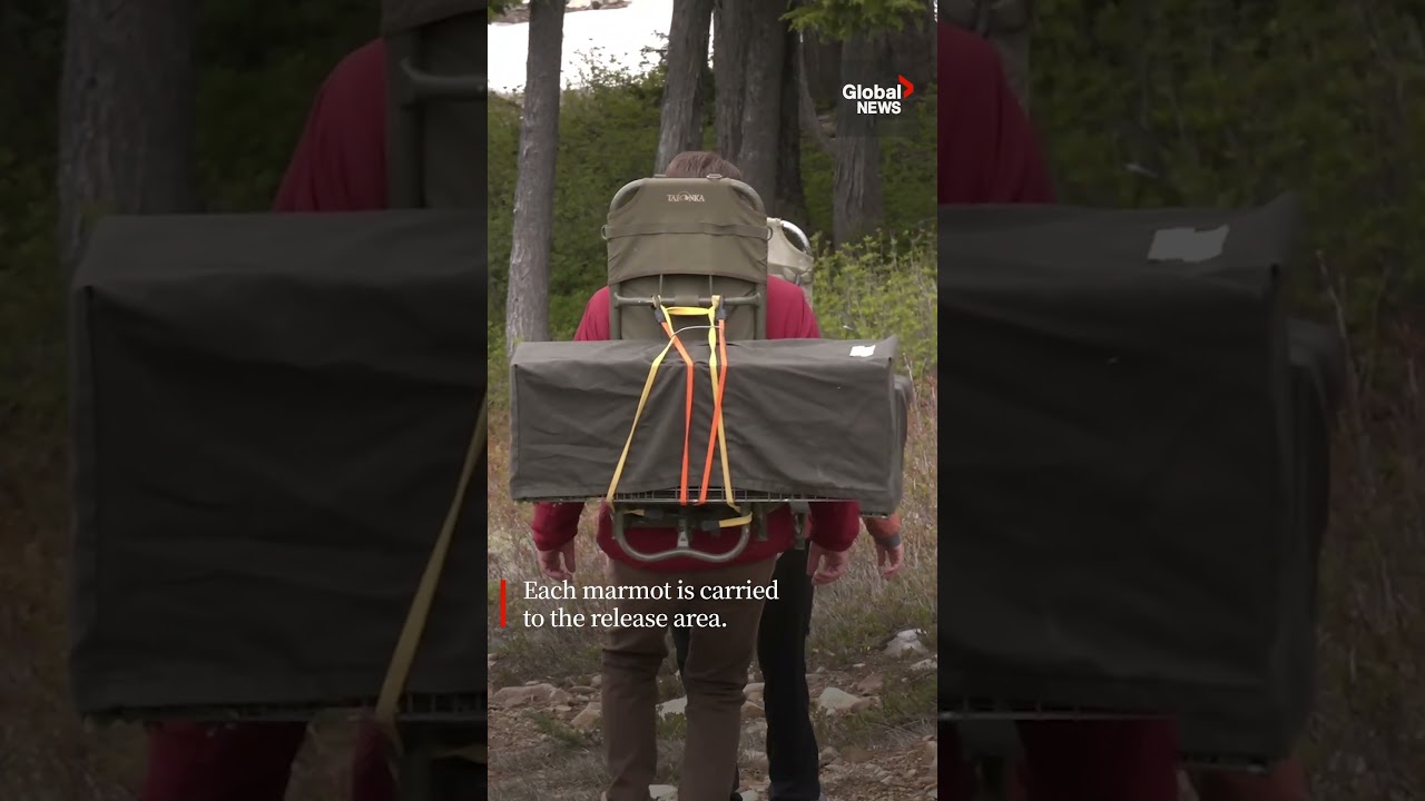 Critically endangered BC marmots released into the wild 🌲