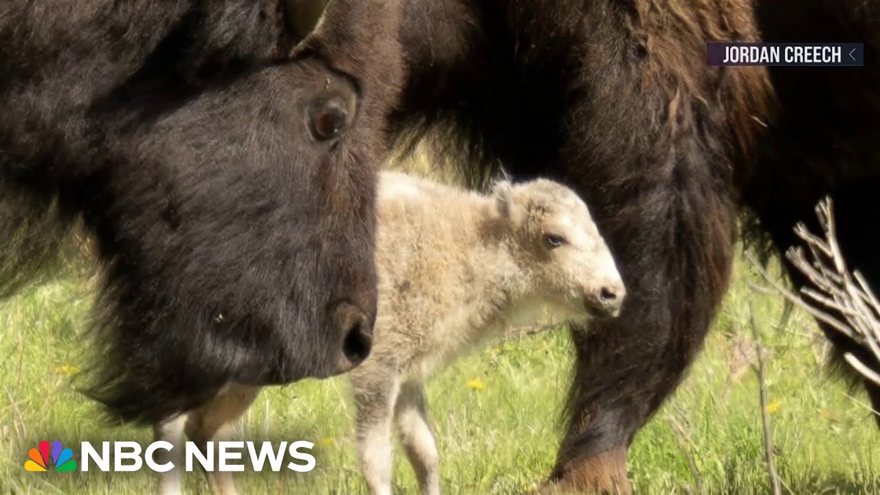 Rare birth of white bison celebrated by indigenous tribes