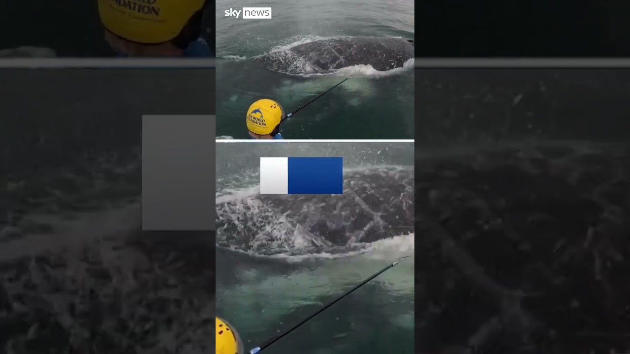 Rescuers free tangled humpback whale
