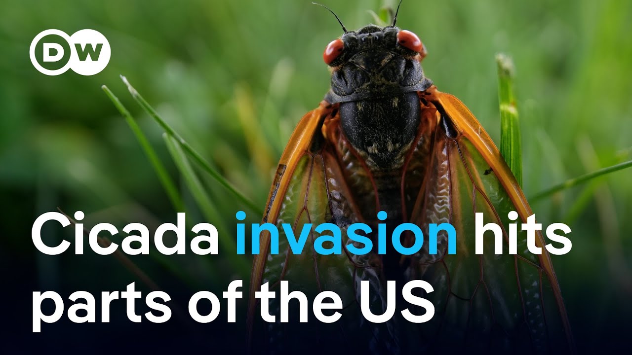 The Great Cicada Invasion: How swarms emerge across parts of the US | DW News