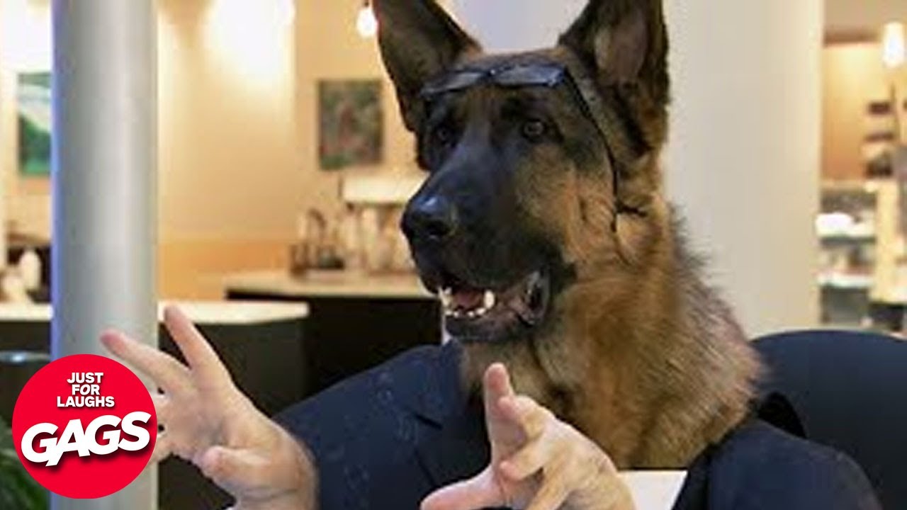 Top 10 Office Pranks | Just For Laughs Gags