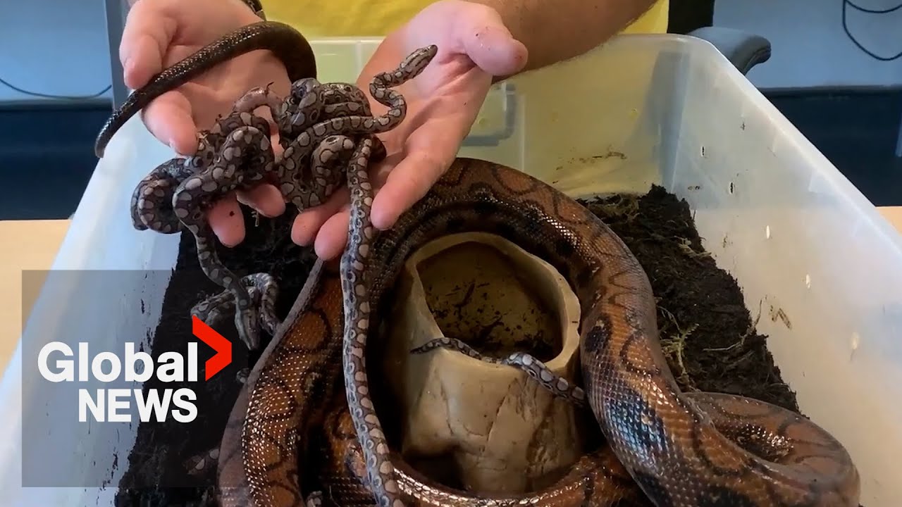“Virgin birth”: Snake believed to be male welcomes 14 babies despite no contact with other snakes