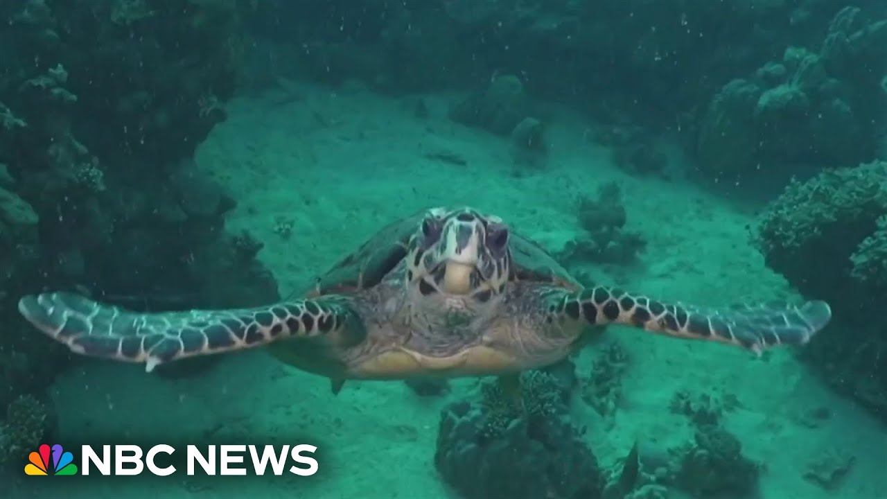 Volunteers in South Carolina are helping to study threatened sea turtles