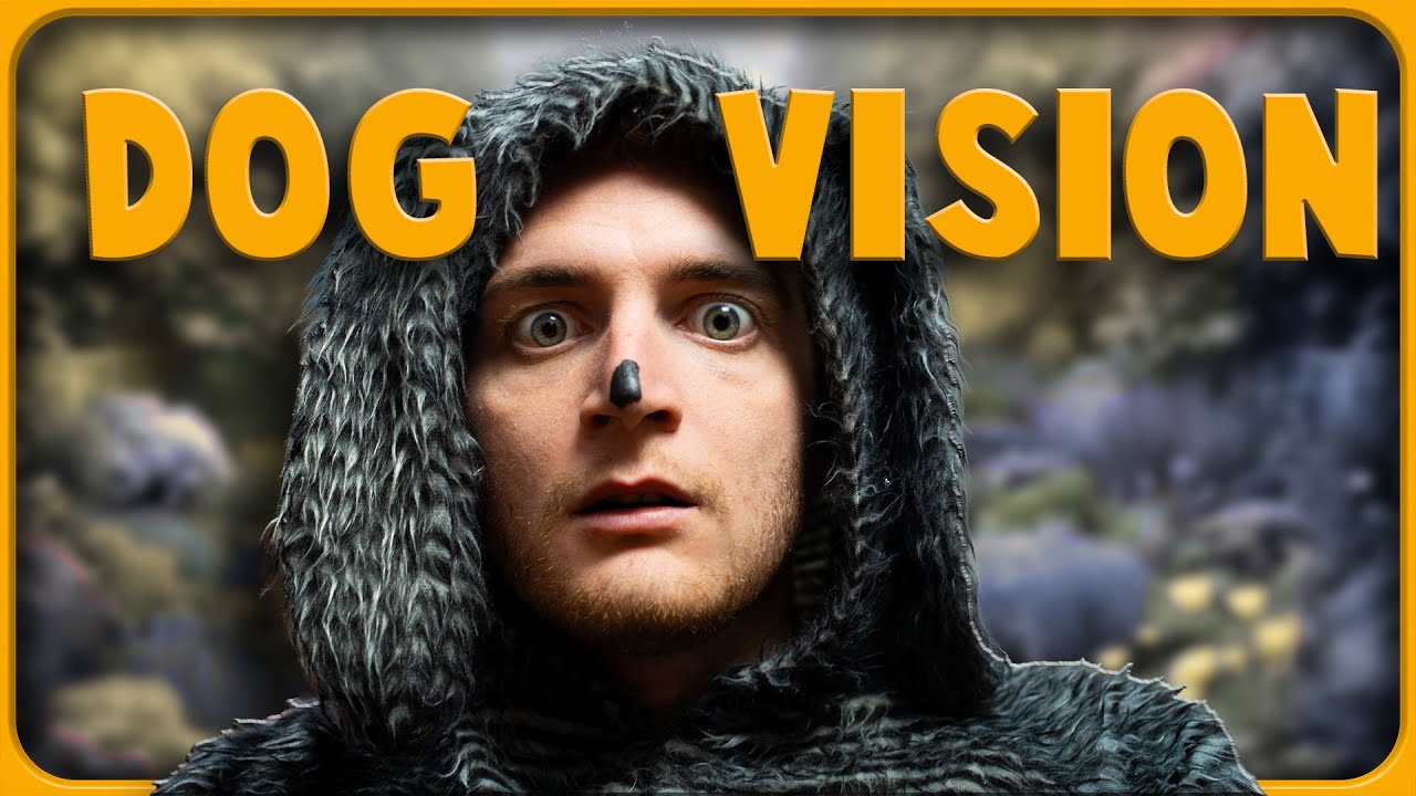 What Dogs See When They Watch TV