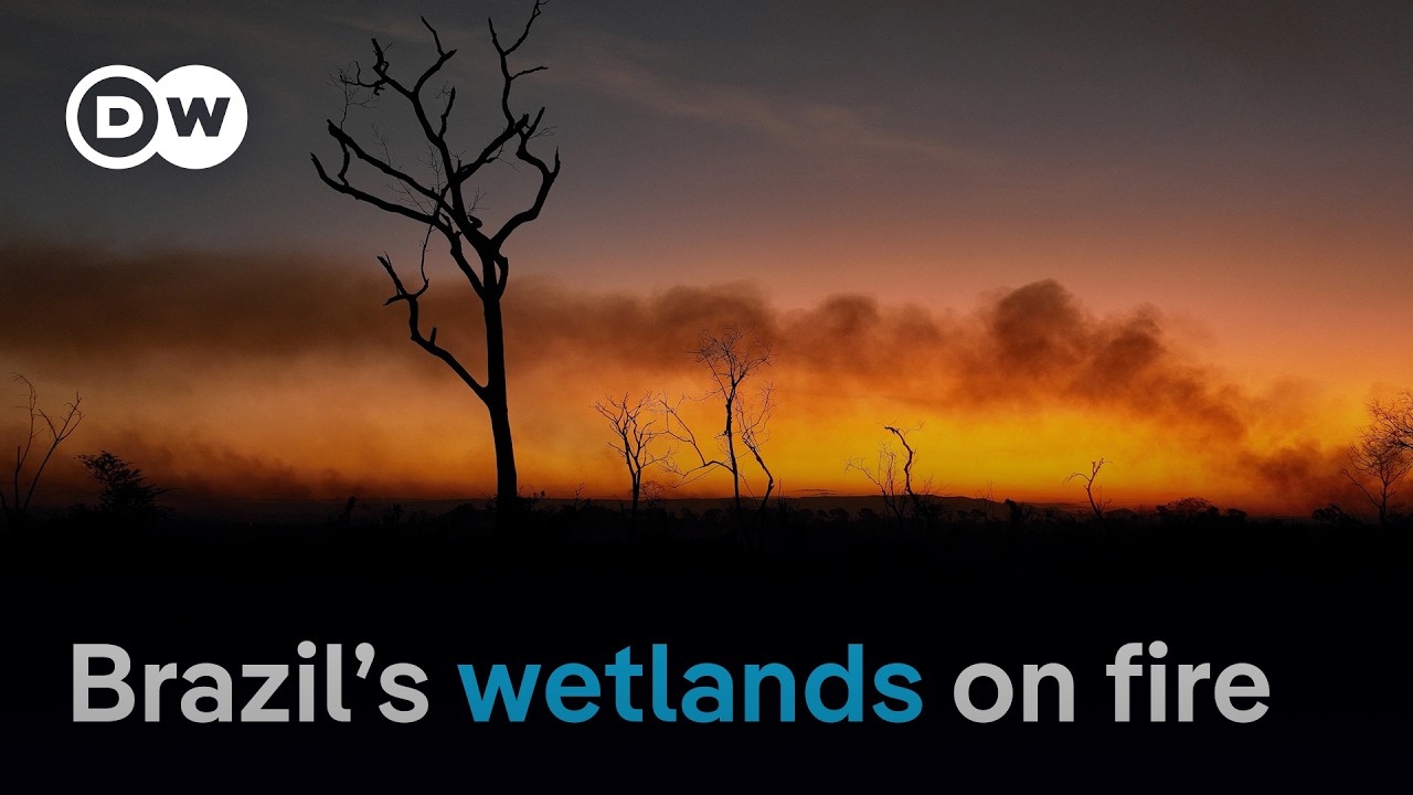 What makes it so hard to fight wildfires in Brazil’s tropical wetlands? | DW News