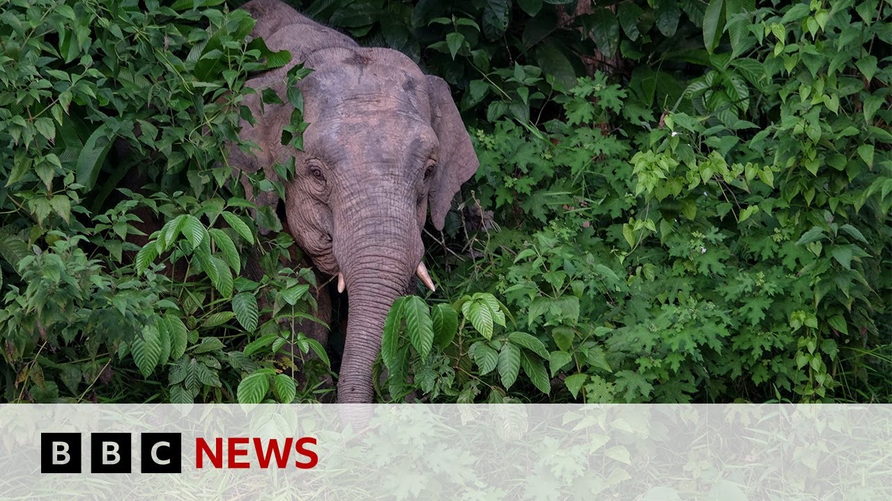 World’s smallest elephant in danger of dying out | BBC News