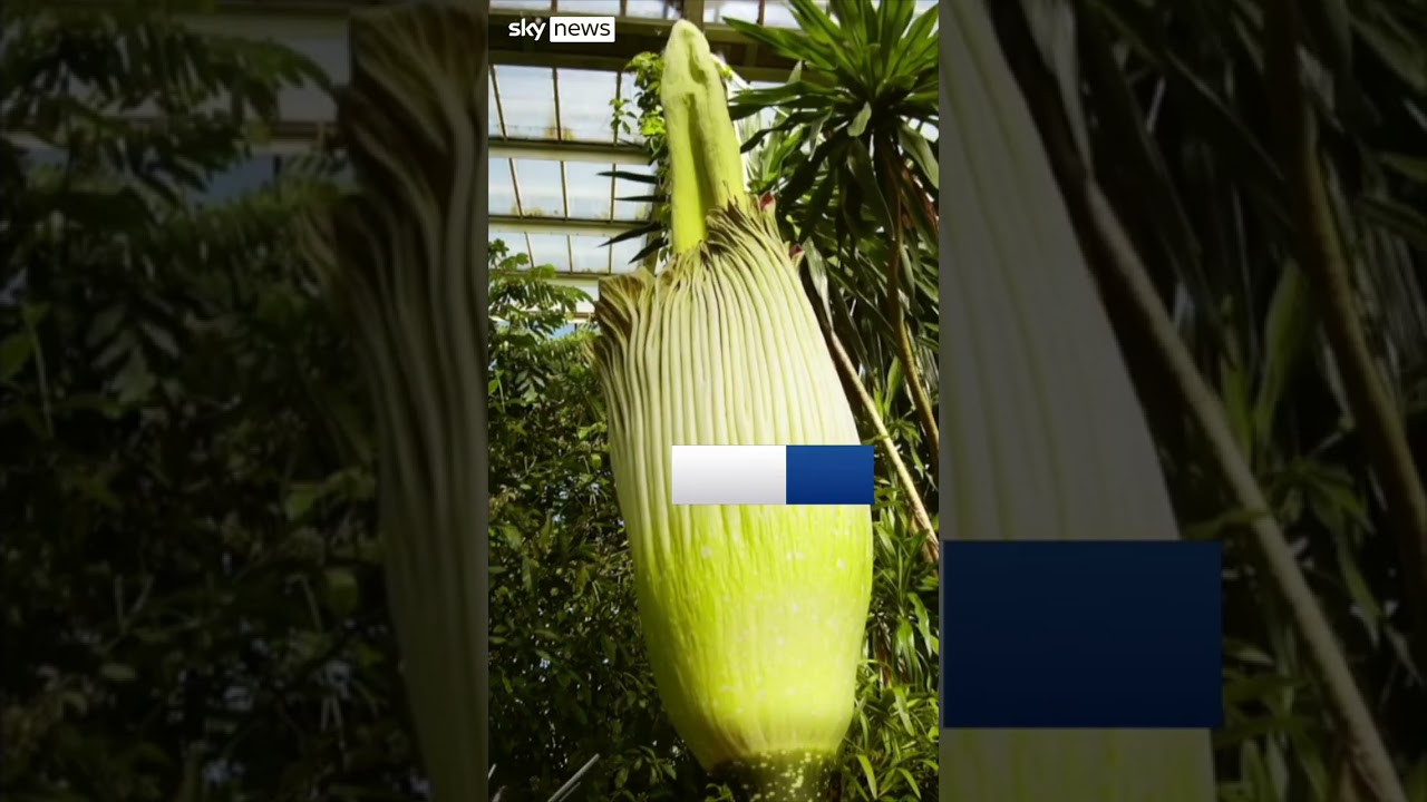 World’s ‘smelliest plant’ blooms in UK