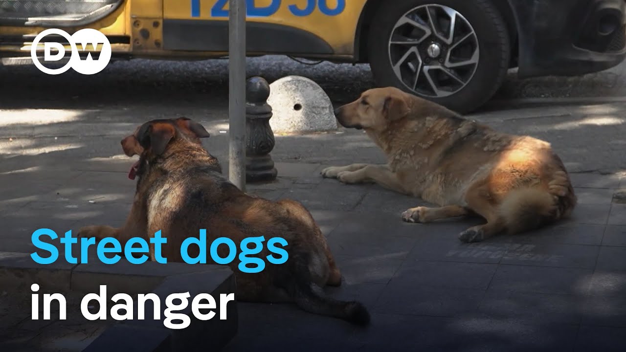 Activists mobilize against Turkey’s plan to euthanize stray dogs | DW News