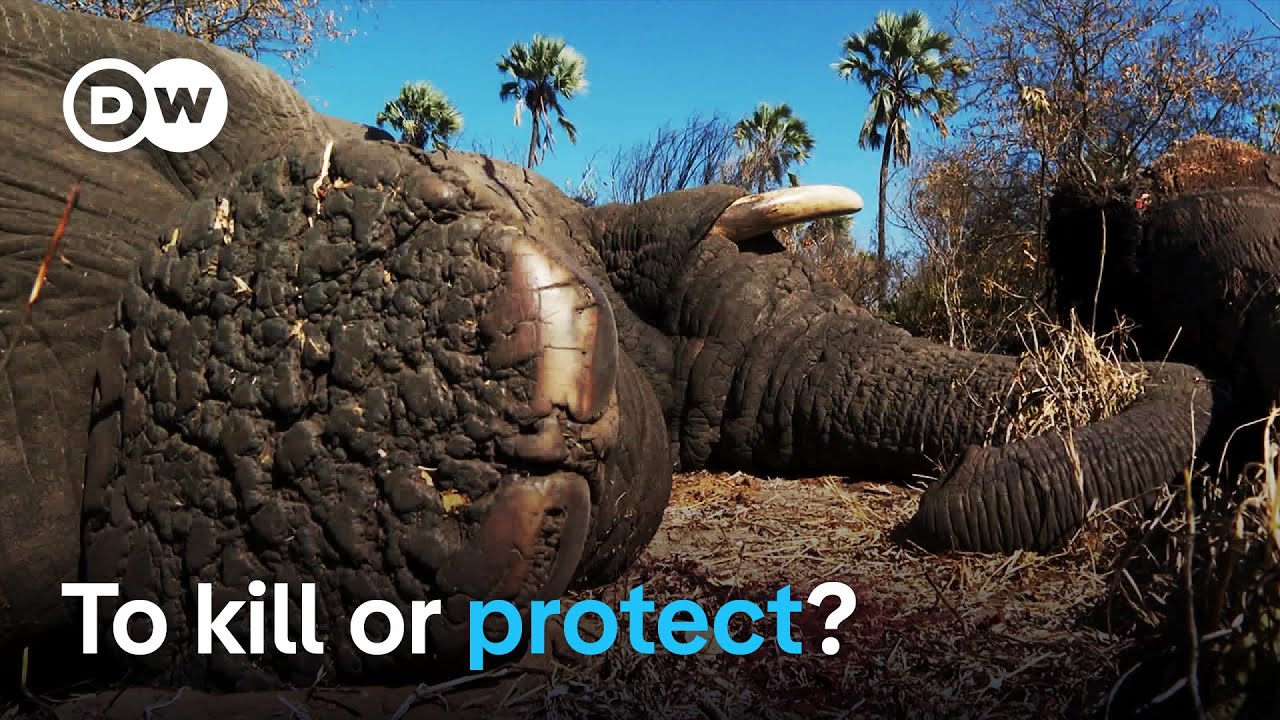 Botswana’s elephant conundrum | DW Documentary