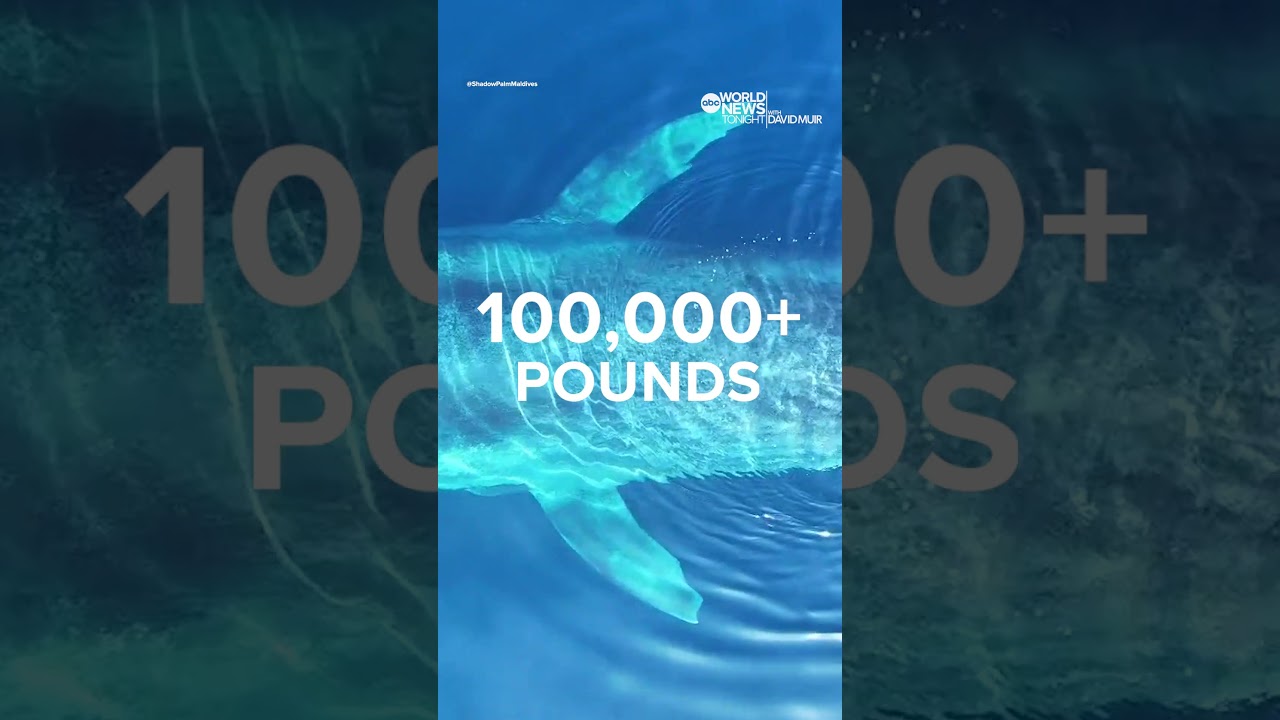 Diver swims alongside blue whale in spectacular close encounter