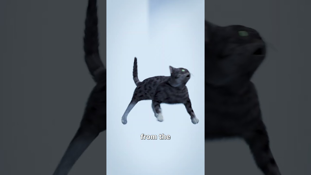 Do Cats Always Land On Their Feet? 🐱