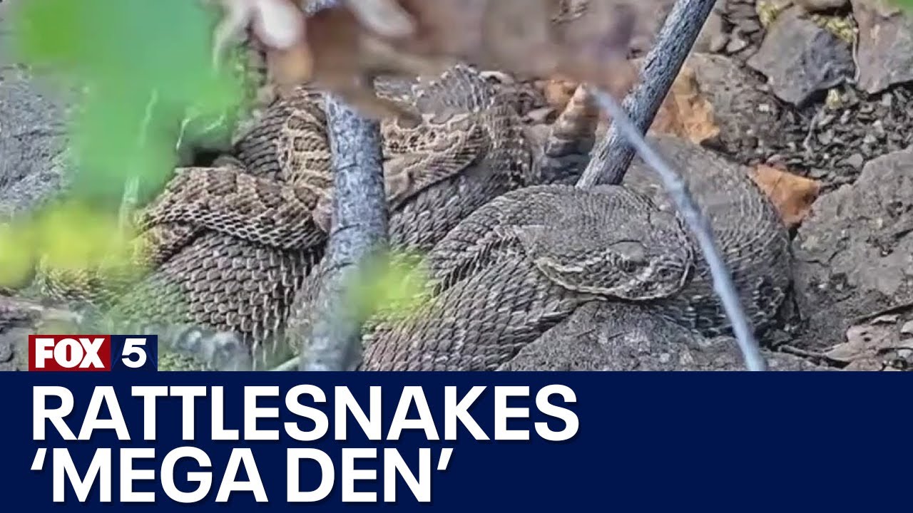 Have you ever seen so many rattlesnakes? | FOX 5 News