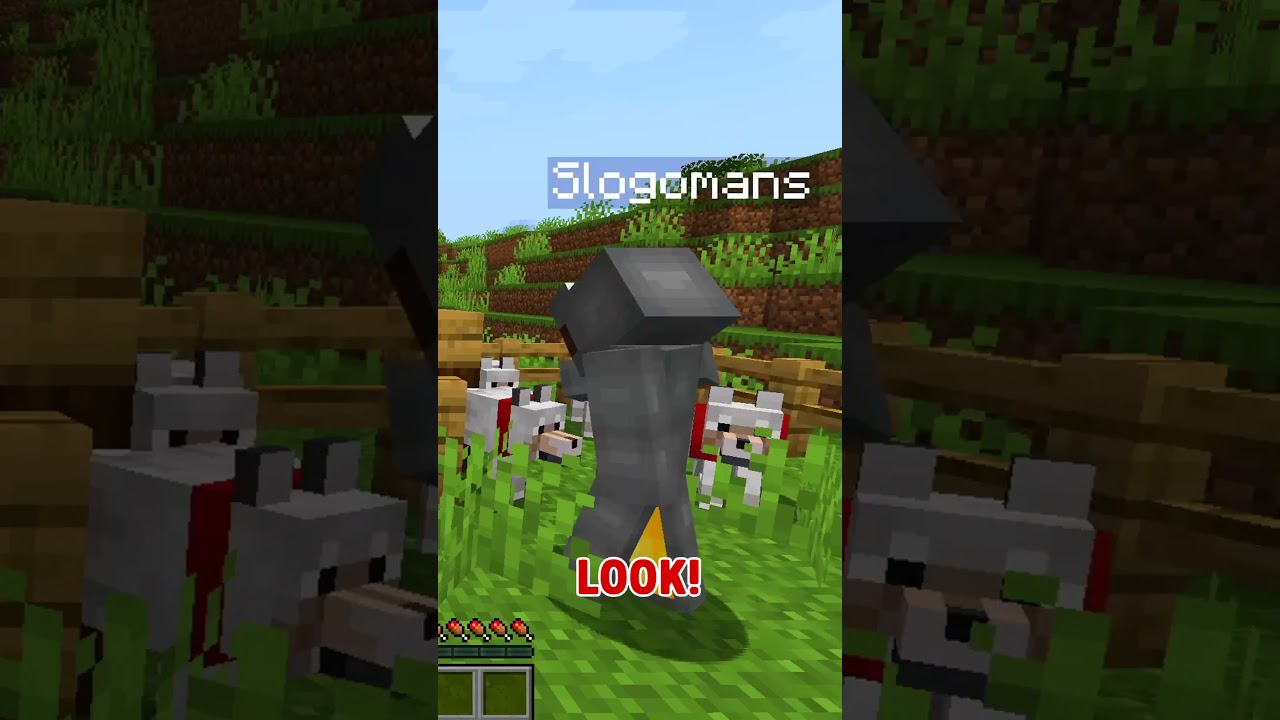 Minecraft Dog Morph Hide and Seek!