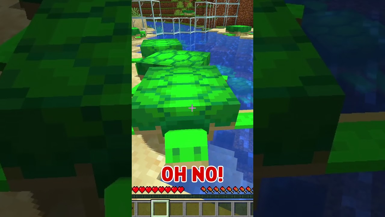 Minecraft Turtle Morph Hide and Seek!