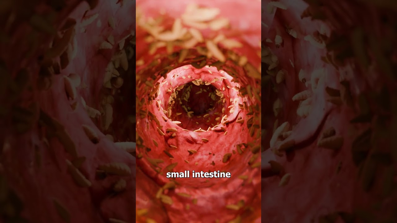 Never Eat Undercooked Bear Meat 😱