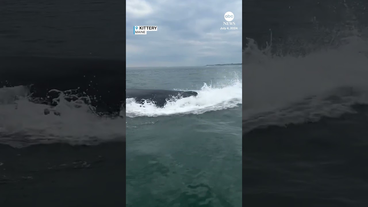 Onlookers treated to close-up whale breaching