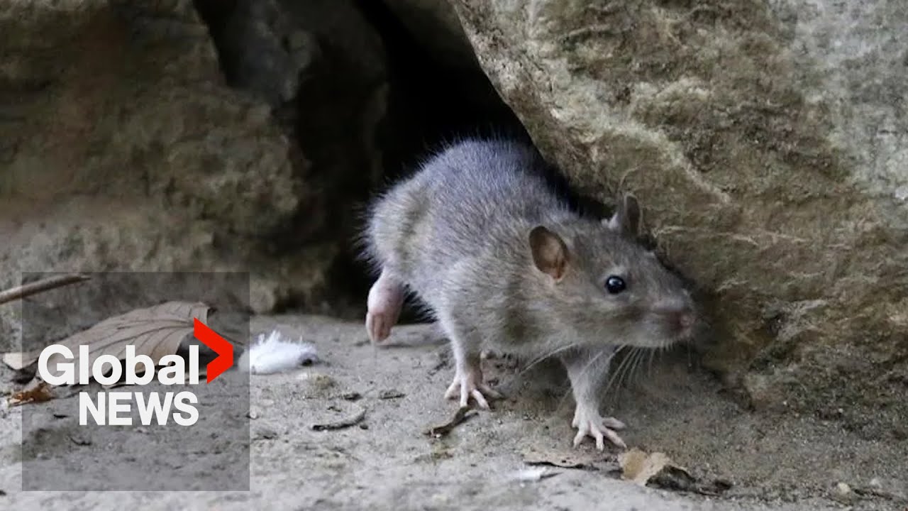 “Perfect rat storm”: Toronto, Ottawa seek ways to fight increasingly visible rodents