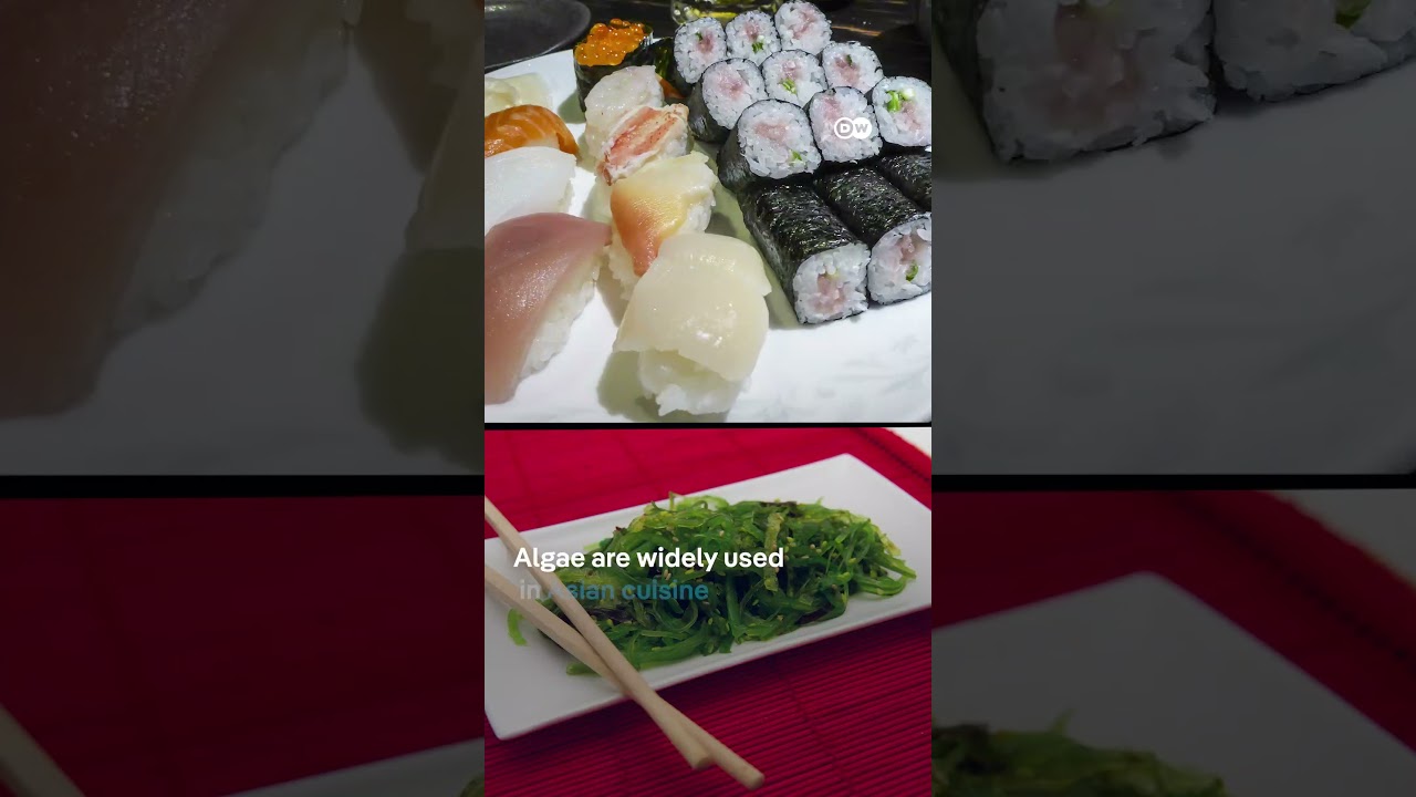 Scottland’s booming algae industry | DW News