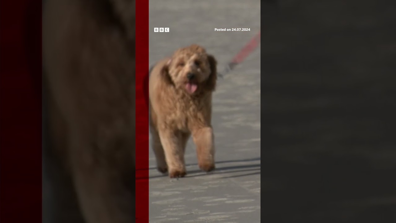 Surfer’s leg washes-up after being bitten off by shark. #Australia #Shark #BBCNews