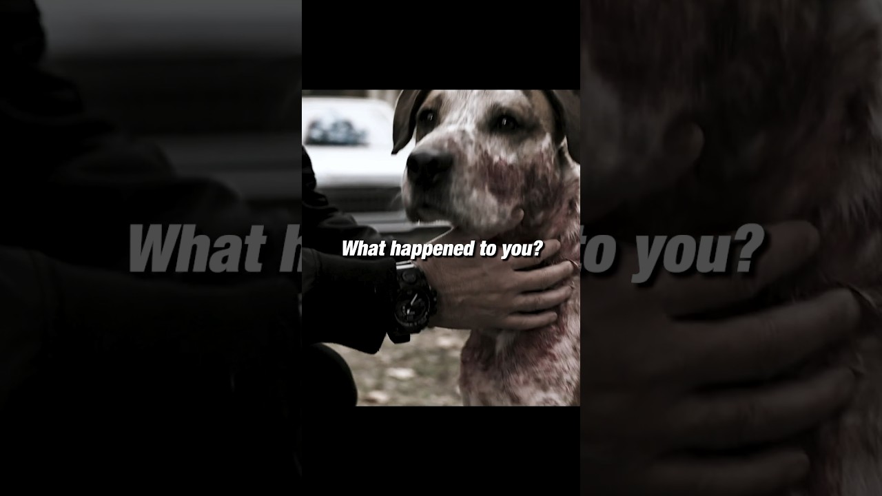 The dog saved the owner’s life😌 #movie #series