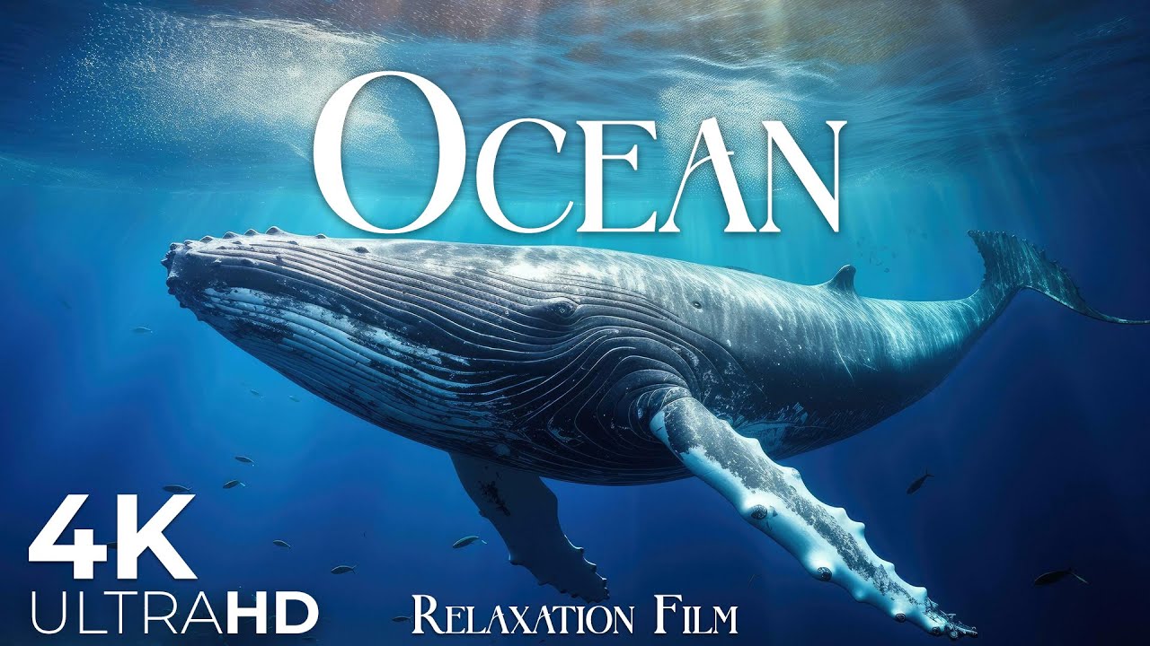 The Ocean Film 4K – Deep Relaxation and Nature Underwater – Video Ultra HD