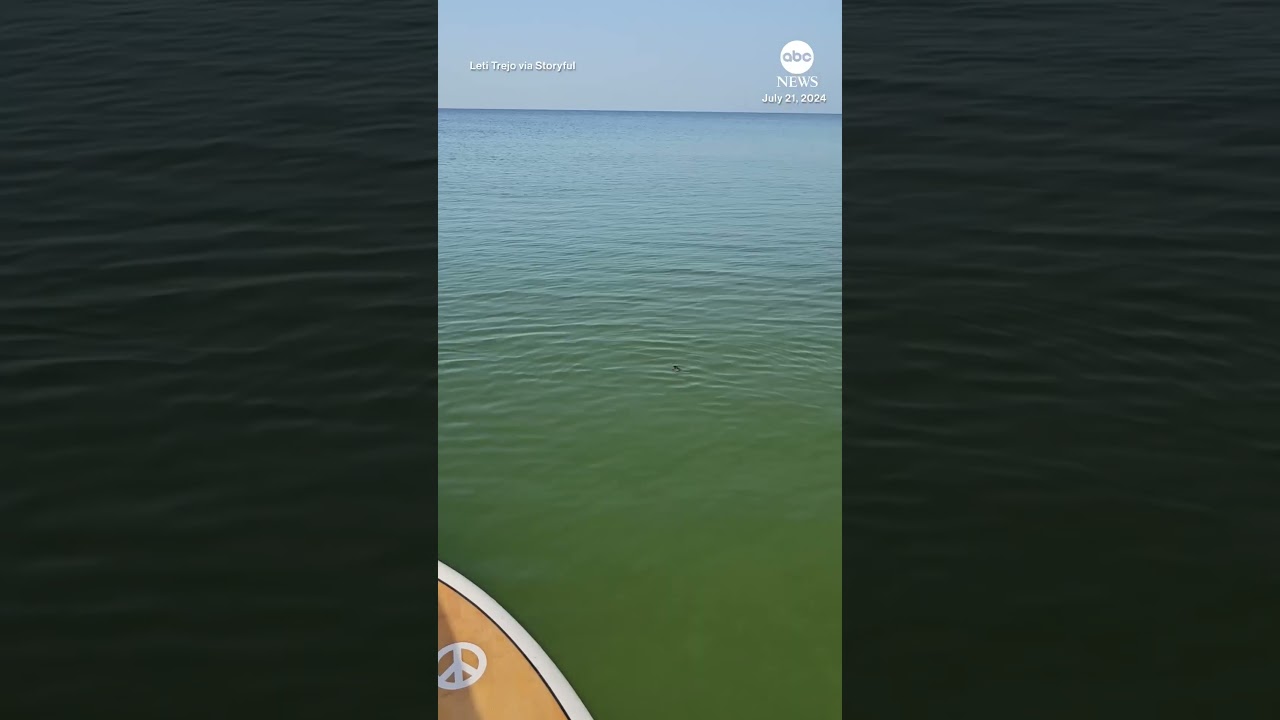 “Tiny baby!” Paddleboarders spot sea turtle hatchling off Florida coast