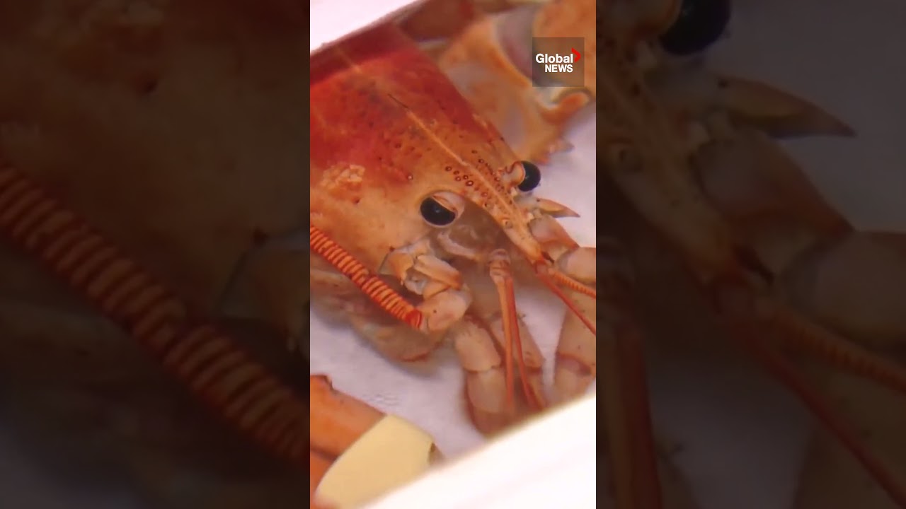 Ultra-rare orange lobster found in restaurant delivery 🦞