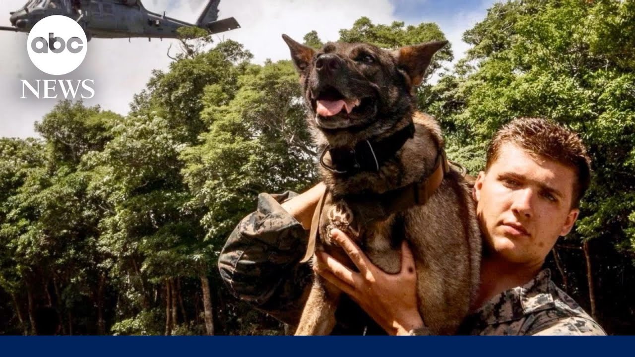 US Marine Corps Sgts. reunite with their K-9s
