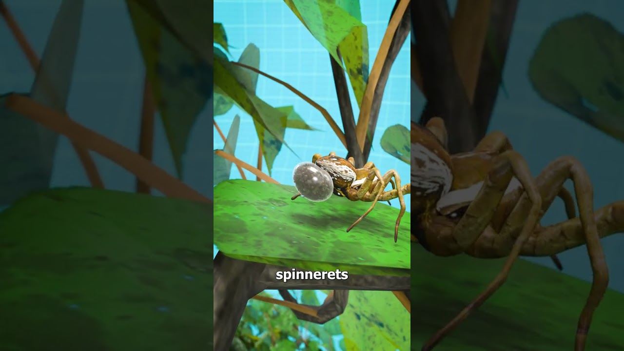 Why You Shouldn’t Stomp On A Spider 😱