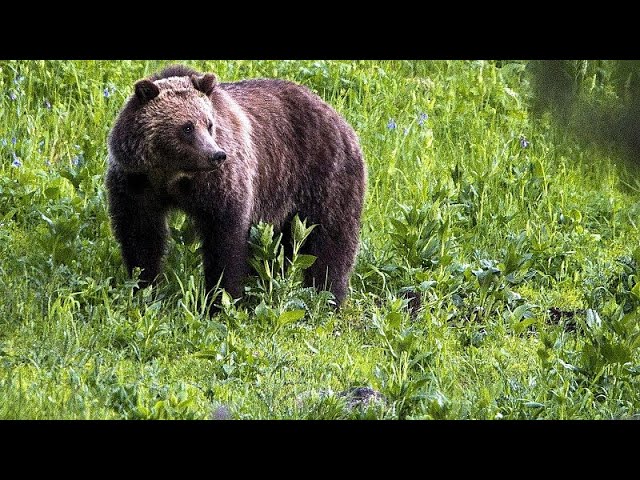Wild bears in Romania get a new home as sightings surge