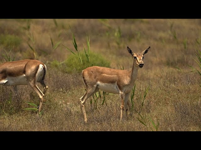 Wildlife escapades: A closer look at Azerbaijan’s beloved goitered gazelles