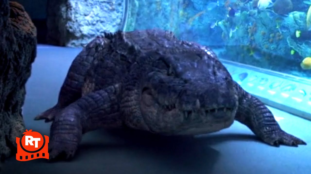Aquarium of the Dead (2021) – Run! Zombie Crocodile! Scene | Movieclips