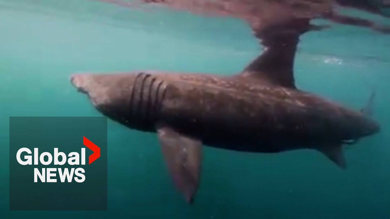 Basking shark spotted off BC coast, expert says sighting is like seeing a “unicorn”