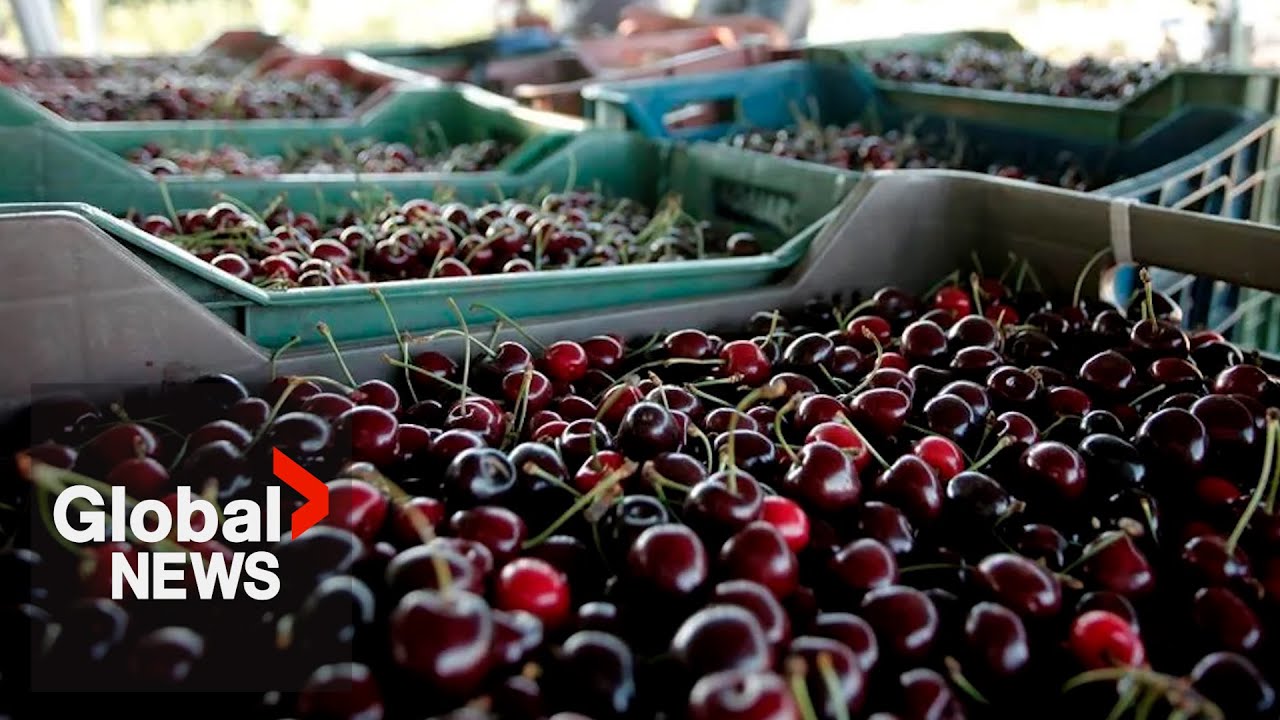 BC tree fruit growers in shock after co-op’s sudden collapse