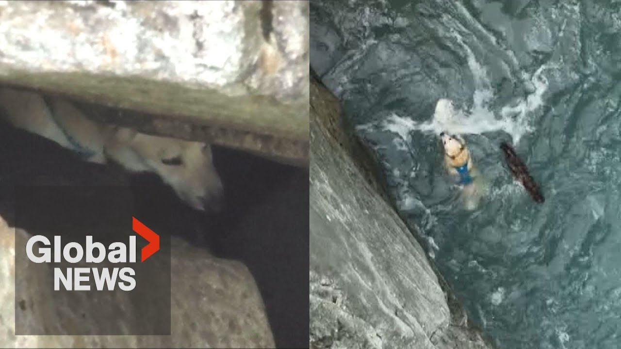 Challenging dog rescue made more dangerous after BC government denies use of helicopter