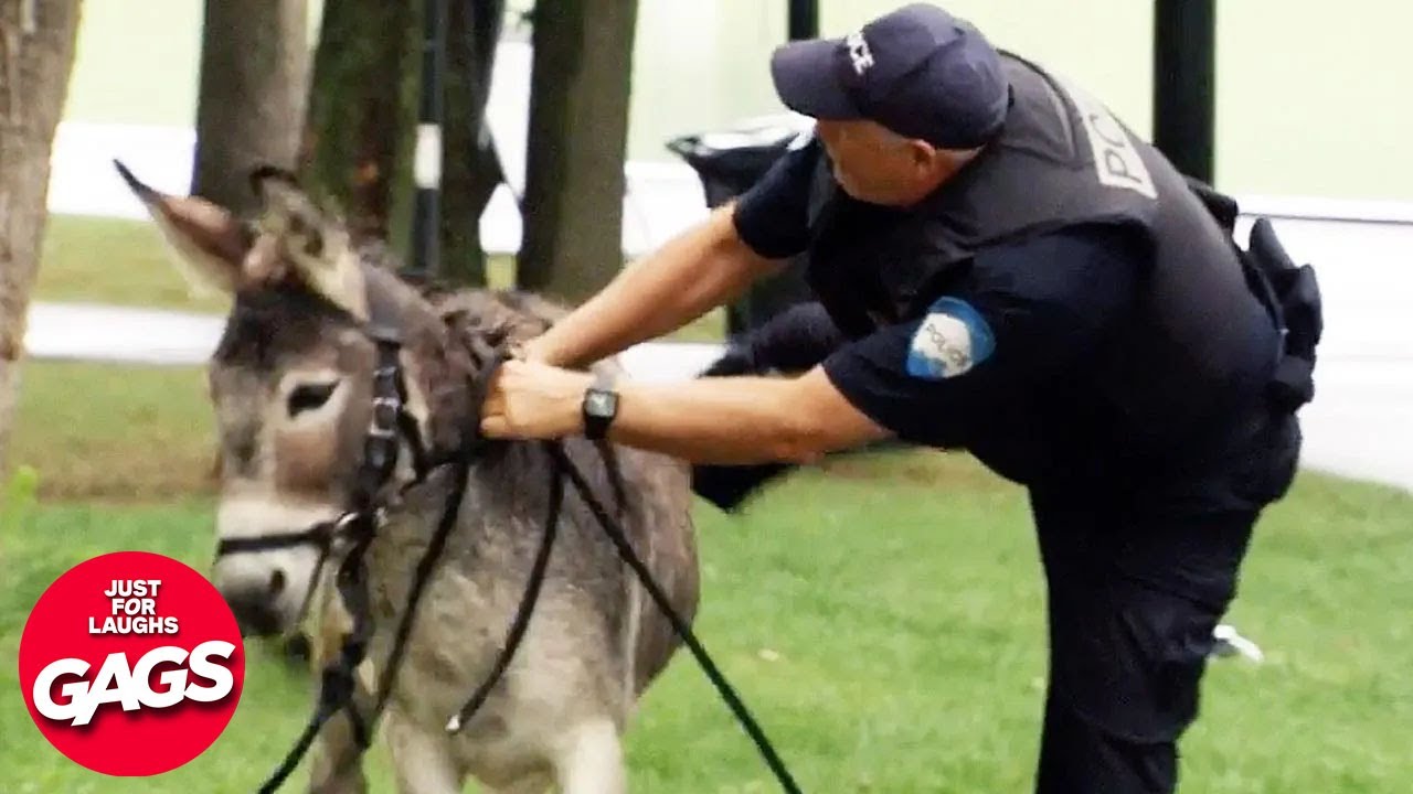 Cop Chases Criminal On A Donkey | Just For Laughs Gags
