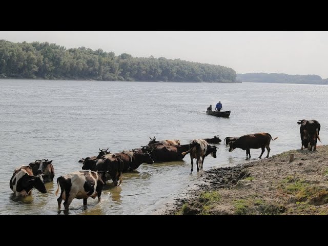 Danube River recedes in Romania, affecting river traffic