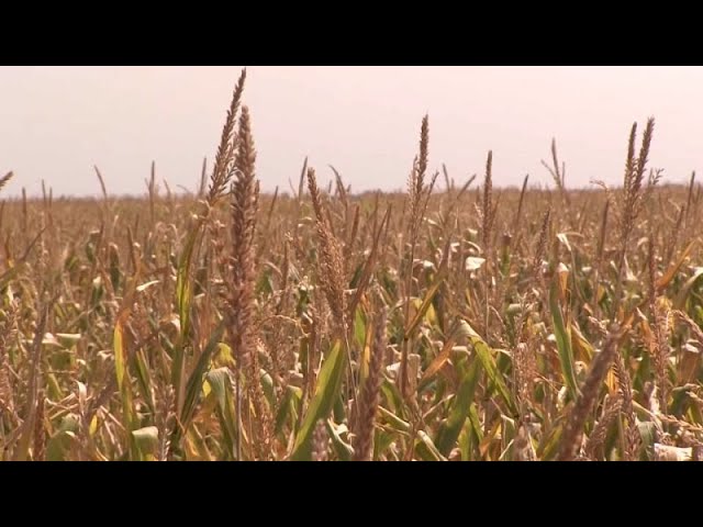 Droughts caused by severe heat in Hungary lead to serious agricultural damage