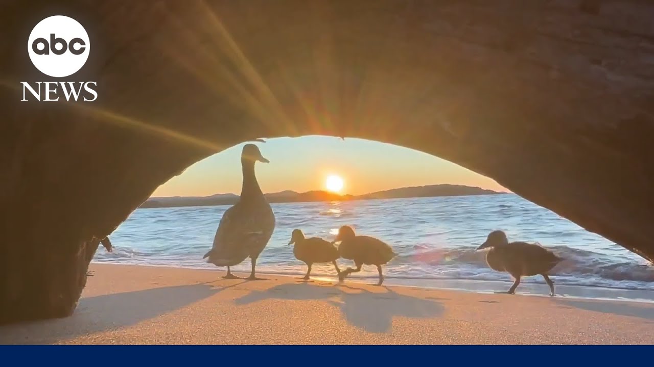 Family of ducks photobomb beautiful sunset shot