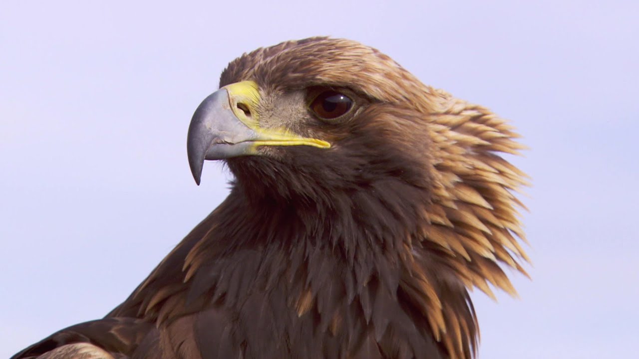 Fly Like An Eagle | 60 Minutes Archive