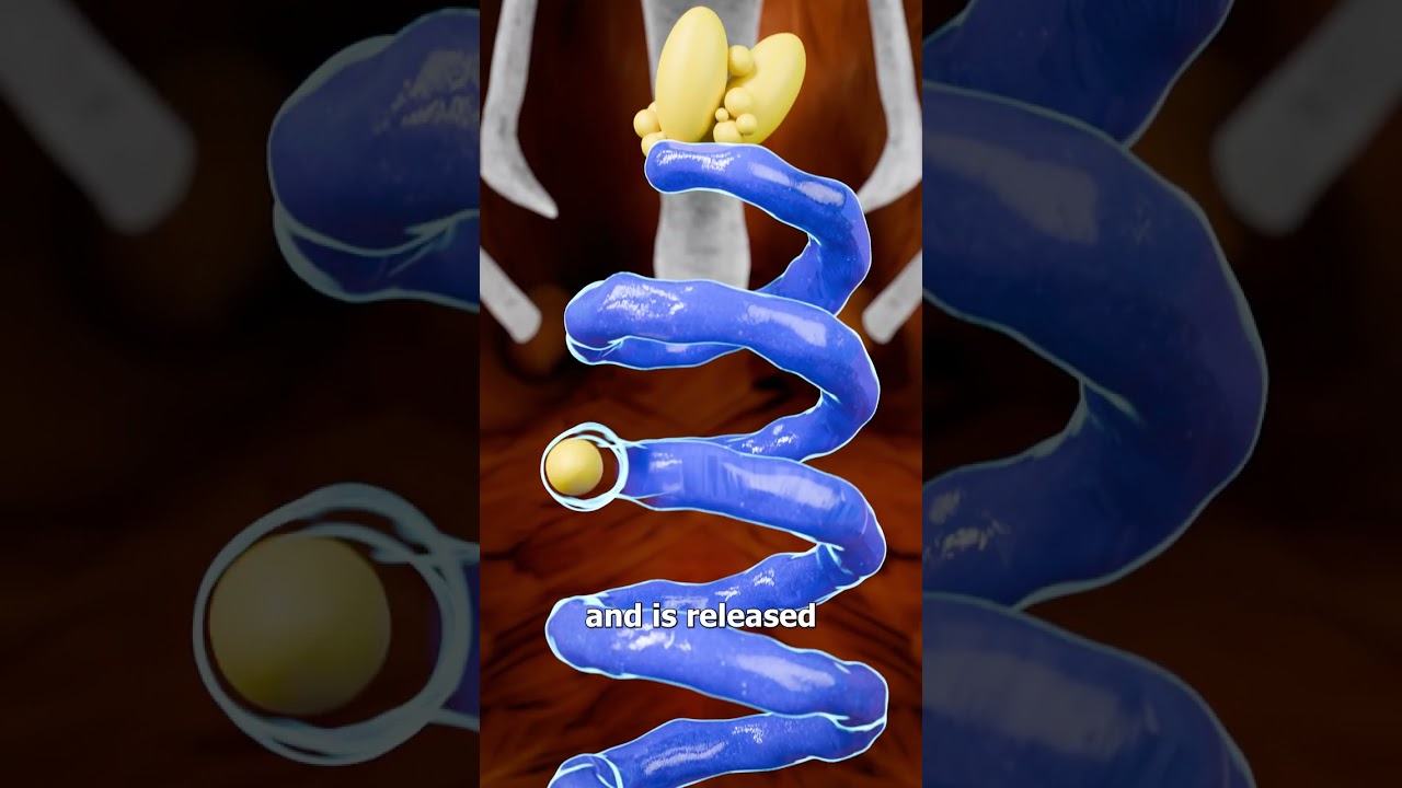 How An Egg Is Made 🤔