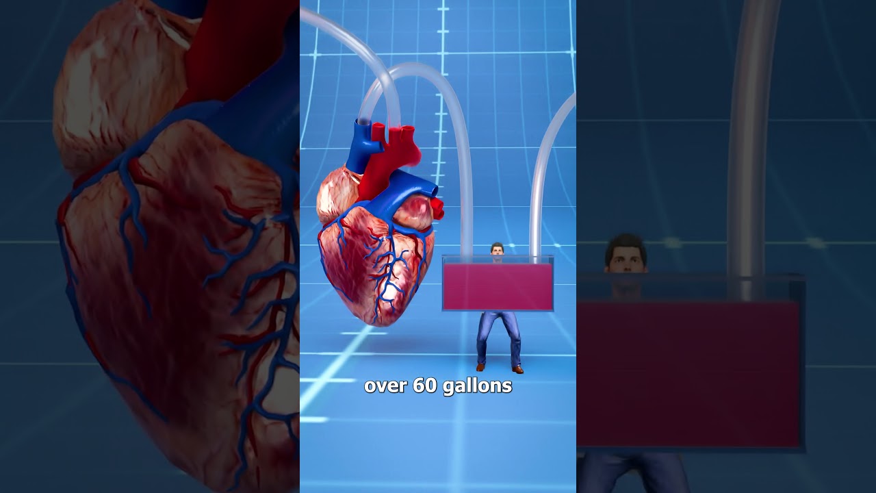 How Big Is A Blue Whale’s Heart? 🤔