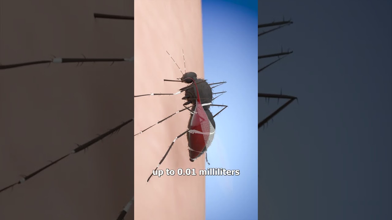 How Many Mosquitos To Suck All Your Blood? 😨