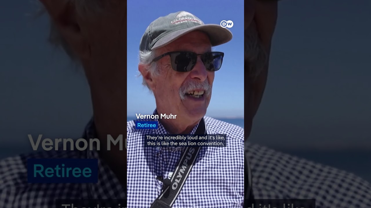 Hundreds of sea lions have settled at San Carlos Beach in Monterey | DW News