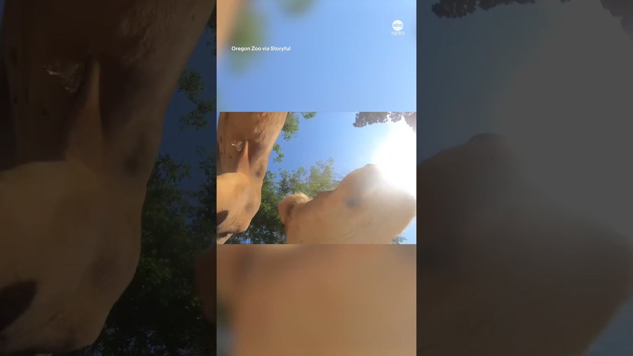 Lions find hidden camera in zoo enclosure