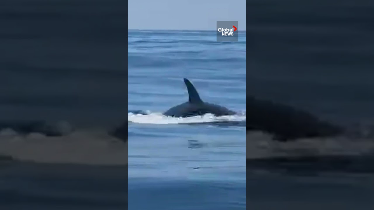 Orca pod stuns group of friends fishing off Vancouver Island