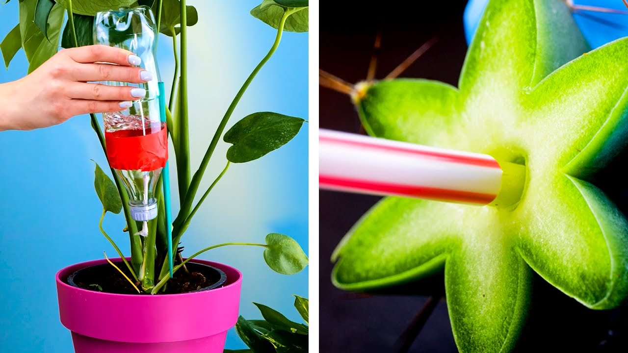 Plant Growing Tips For True Gardeners