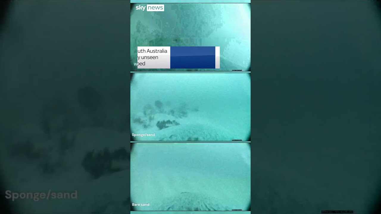 Sea lion cam reveals seabed